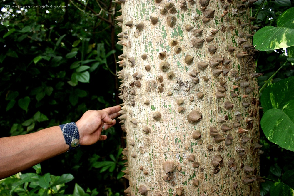 The spiky Ceiba tree holds spiritual significance in the Mayan world, believed to be a connector between realms.