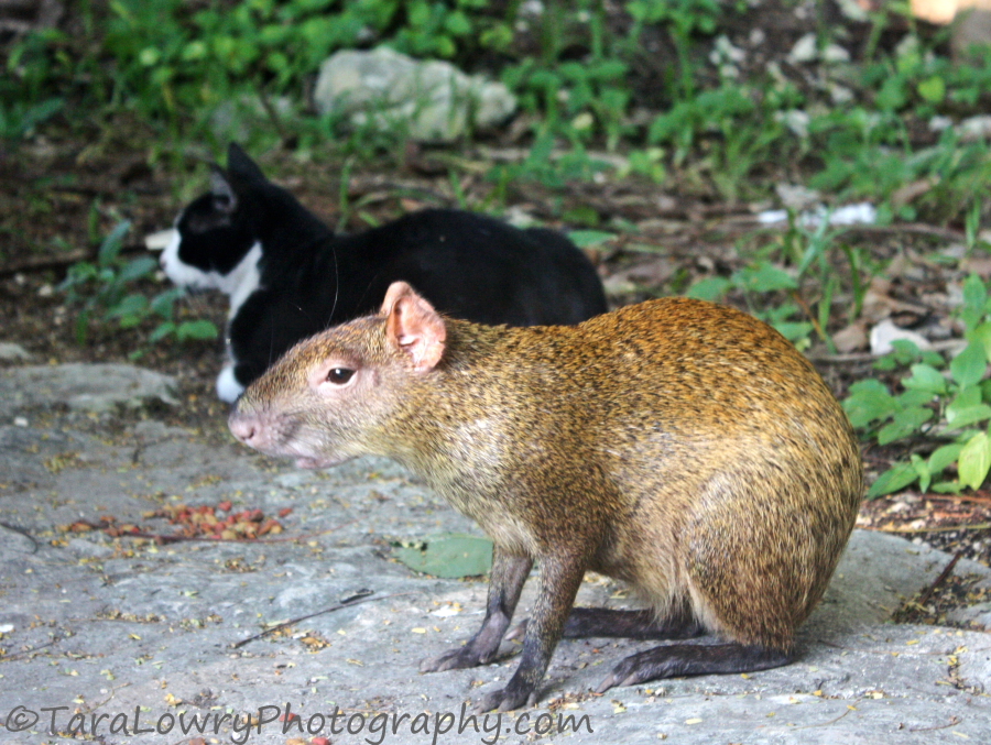 agouti2smallsigned