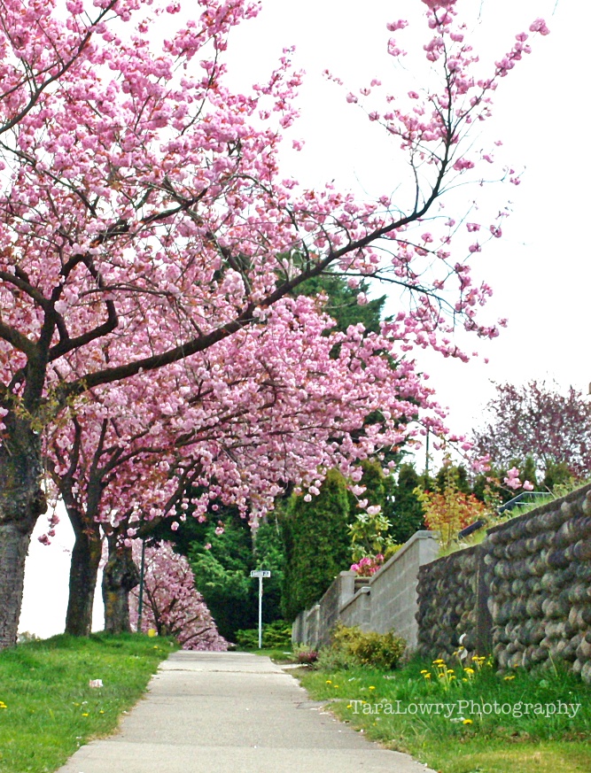 cherrytreessignedsmall1