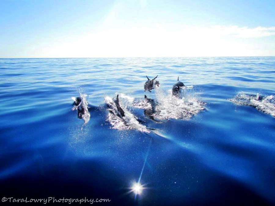 Dashing dolphins near Puerto Escondido, Mexico
